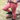 Ridbyxor Equitights Diva Mauvewood Full Grip