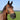 Gräsmask Grazing muzzle Air