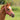 Foal halter