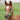 Foal halter