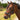 Equestrian Society Halter Set