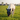 Fly mask Lucky Shetlander