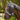Waldhausen fly mask zebra