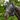 Fly mask Lucky Shetlander