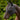 Fly Mask Puck Flex